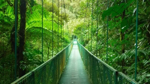 7 em Recente Monteverde: O Tesouro Ecológico da Costa Rica