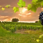 Toscana através das Rotas do Vinho