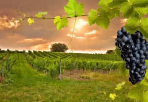 Toscana através das Rotas do Vinho
