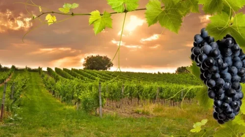 5 em Recente Toscana através das Rotas do Vinho
