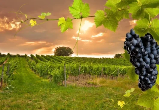 Toscana através das Rotas do Vinho