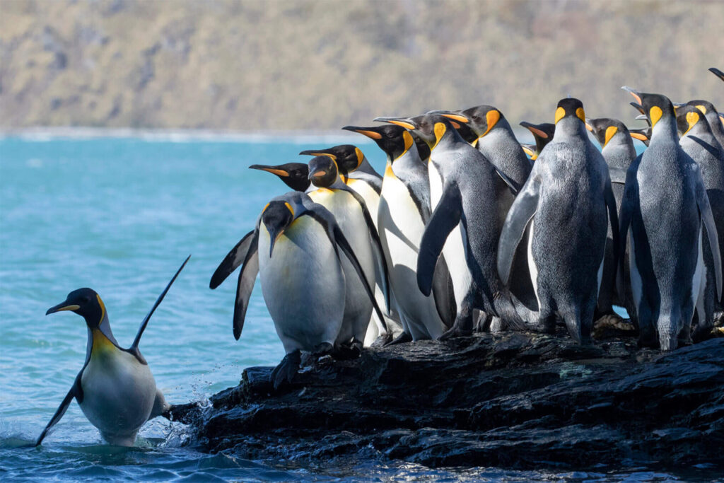 13 em Dicas úteis Antartica