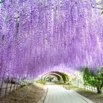 Primavera pelo Mundo: Lugares Floridos para Visitar
