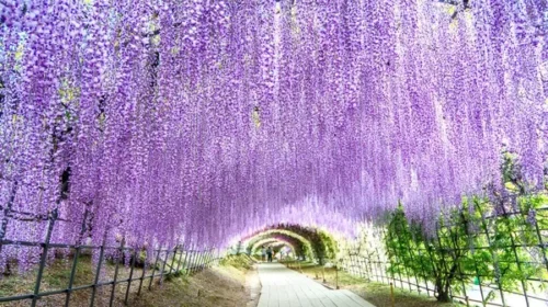 8 em Dicas úteis Primavera pelo Mundo: Lugares Floridos para Visitar