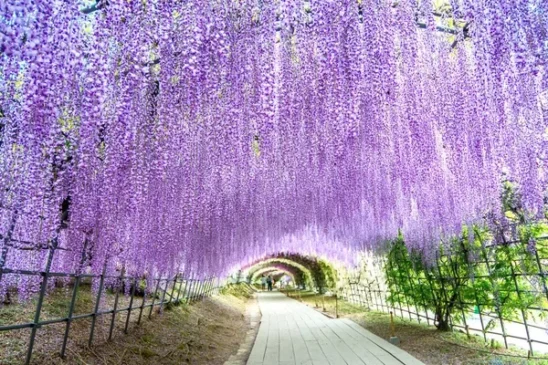 Primavera pelo Mundo: Lugares Floridos para Visitar