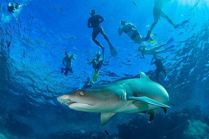 Tubarões na Ilha de Mbenga