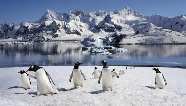 Explorar a Antártica: Uma Viagem Inesquecível