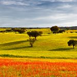 Tradições do Alentejo: a rica cultura e gastronomia da região