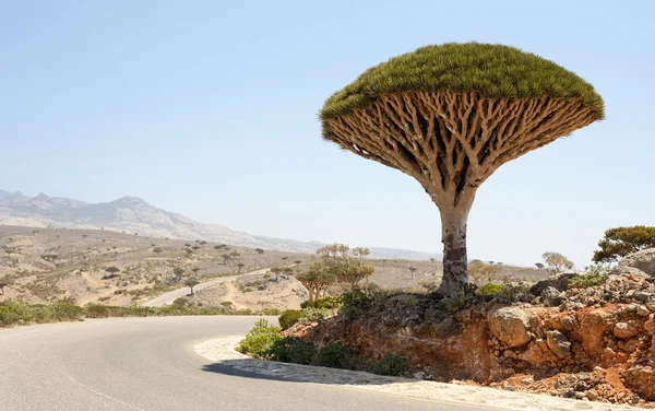 Ilha de Socotra