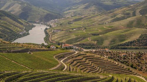Vinhos & Viagens: Destinos Perfeitos para Enófilos
