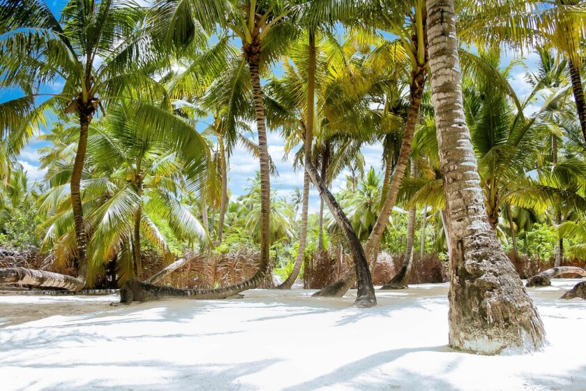 Saona