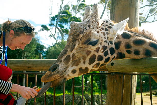 3 em Nova Zelândia Auckland: Inesquecíveis Praias e Cultura Urbana